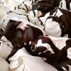 Stracciatella